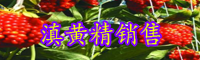 黃精栽種一畝項目投資是多少成本費？種植前景怎樣？