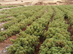 驅(qū)蚊草（又名香葉天竺葵）種子種植銷售苗圖1