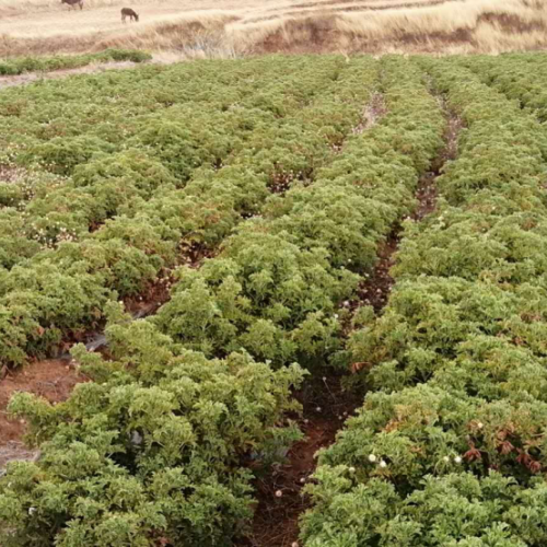 驅(qū)蚊草（又名香葉天竺葵）種子種植銷售苗