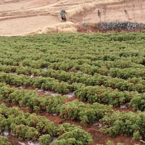 驅(qū)蚊草（又名香葉天竺葵）種子種植銷售苗