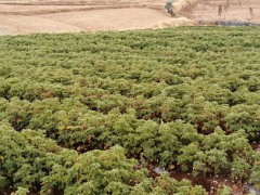 紅河州、玉溪市的夏天養(yǎng)殖方法|天竺葵如何過夏天圖3