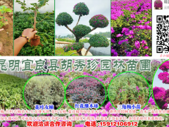 云南四照花/昆明四照花種苗樹木供應(yīng)/優(yōu)質(zhì)四照花圖2