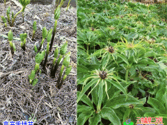 2019.2.27陜西三叉白芨種苗行情(附圖)圖3