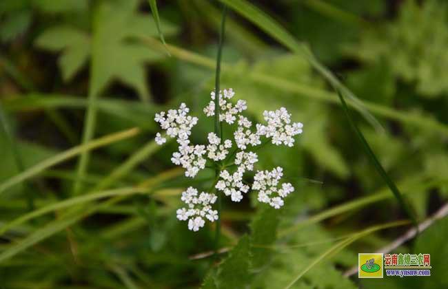 羌活種植技術(shù)