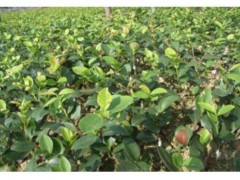 油茶苗多少錢一株？4年的油茶苗多少錢一棵圖3