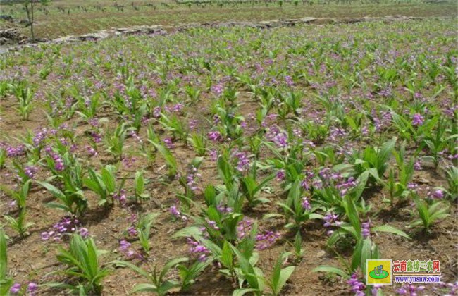 白芨 種植風(fēng)險