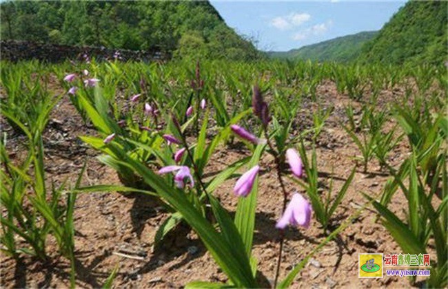 白芨 種植風(fēng)險