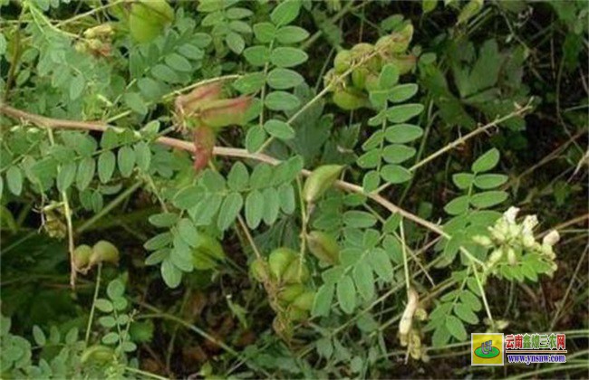 黃芪種植中常見的問題