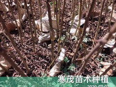 云南貴州四川花椒樹*種植技術(shù),最佳花椒種植季節(jié)？每畝地多少花椒苗適合圖3