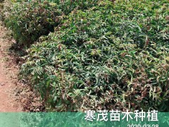 2020貴州云南廣西\青花椒價格最新行情如何？圖3