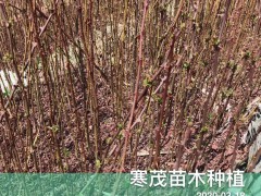 今年年花椒苗*價格最新行情，花椒苗價格會上漲嗎？圖3