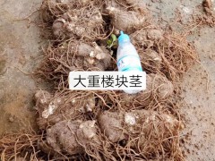 現(xiàn)在重樓價(jià)格大概一公斤多少？重樓種植前景和效益怎么樣？圖3