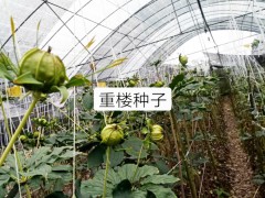 中藥重樓種苗*批發(fā)價格多少錢一株？什么時間種植好？圖2