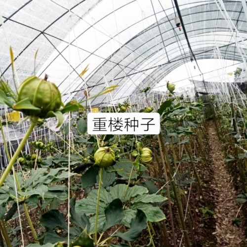 重樓（七葉一枝花）*的種植技術(shù)及病蟲害防治方法介紹！