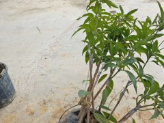 目前芒果價(jià)格大概多少錢一斤？哪里有芒果樹苗賣圖3