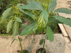 芒果苗廣西\云南芒果苗批發(fā)基地價格表圖2