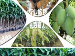 哪里有賣象牙芒果 象牙芒果一棵多少錢圖2