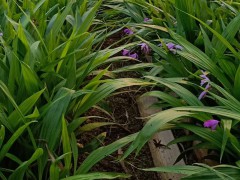 廣西桂林紫花白芨苗&湖北咸寧紫花白芨苗圖1