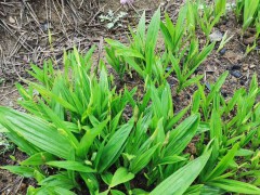 陜西紫花白芨苗|小白芨植株高15-50厘米價(jià)格圖3