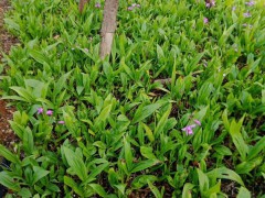 四川達(dá)州賣紫花白芨苗&貴州安順市紫花白芨一棵多少錢?圖3