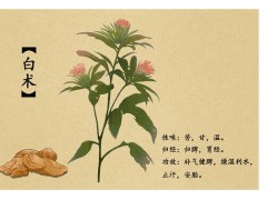 2020鮮白術價格行情價格多少錢?白術種植前景怎么樣？圖2