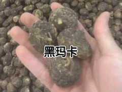 2020年黑瑪咖多少錢一斤？黑瑪咖種植前景圖2