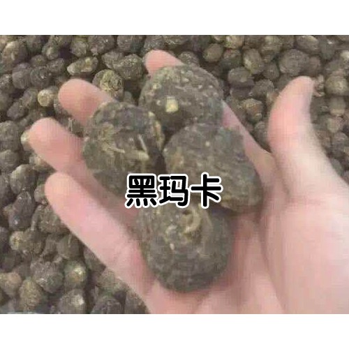 2020年黑瑪咖多少錢一斤？黑瑪咖種植前景