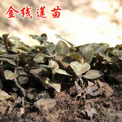 [2020-04-23]哪里有賣金線蓮 金線蓮一斤多少錢 附各地金線蓮新價(jià)格表