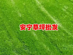 2020年早熟禾草坪(皮)多少錢一平米？早熟禾草坪(皮)種植前景圖3