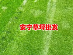 2020年馬尼拉草坪(皮)多少錢一平米？馬尼拉草坪(皮)種植前景圖2