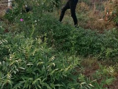 2020年紅花椒苗四川涼山多少錢一株？紅花椒苗四川涼山種植前景圖2