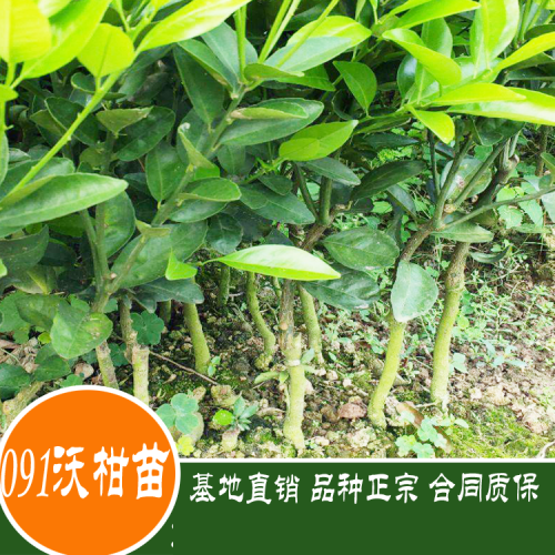 2020年091無(wú)核沃柑苗多少一斤？091無(wú)核沃柑苗種植前景