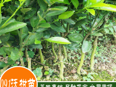 2020年091無核沃柑苗多少一斤？091無核沃柑苗種植前景圖3