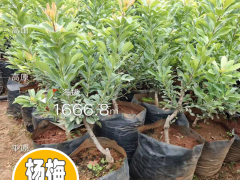 現(xiàn)在2020年楊梅苗多少錢一棵？楊梅苗種植前景圖2