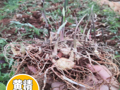 現(xiàn)在2020年陜西黃精苗多少錢一棵？陜西黃精苗種植前景圖3