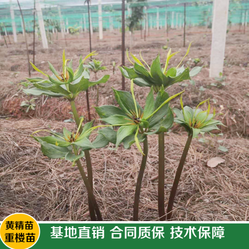 現(xiàn)如今種植一畝重樓務(wù)必多少錢直接成本呢？其贏利又有多少呢