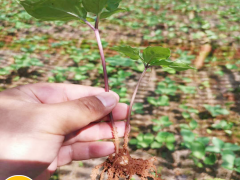 現(xiàn)如今種植一畝重樓務(wù)必多少錢直接成本呢？其贏利又有多少呢圖2