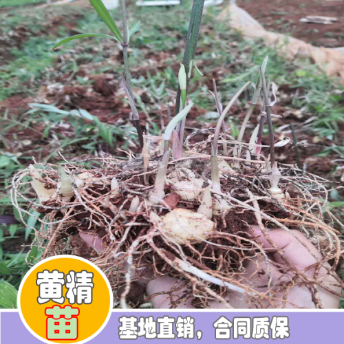 黃精怎樣栽種？黃精種植種植技術(shù) 黃精種植照片