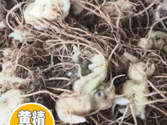 黃精苗價格一株？黃精價格及種植技術圖2