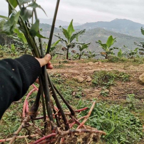 春砂仁價(jià)格多少錢一斤？種植前景如何？是哪里的特產(chǎn)？