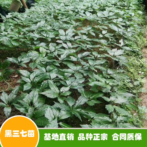 三七種子多少錢一斤？買回去怎么種植好？