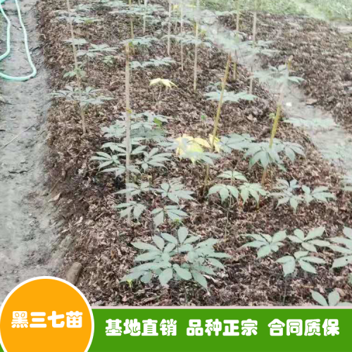 三七花和三七粉如今價錢多少錢一斤？可否用于泡水喝？