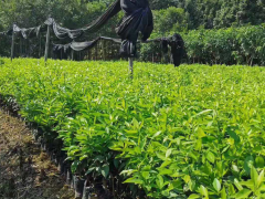 沃柑增產(chǎn)種植技術(shù)詳細介紹！苗木價格是要多少錢一棵？圖2