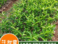 廣西省沃柑苗價格多少？幾月份栽種？附種植技術(shù)性關(guān)鍵點圖3