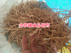 金鐵鎖栽培技術(shù)圖2