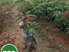 綠芒果苗多少錢？芒果幼苗種植的標準是什么?圖2