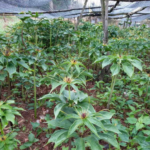 花旗木苗木_云南大的花旗木苗木基地