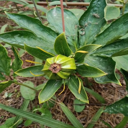 重樓增產(chǎn)種植技術(shù)_滇重樓銷售基地