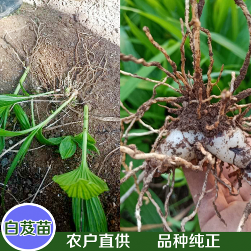 白芨種植＆白芨種苗批發(fā)_免費白芨試種苗