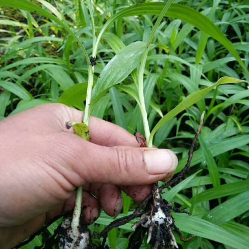 紫花白芨苗木價格多少錢一株？栽種市場前景怎樣？